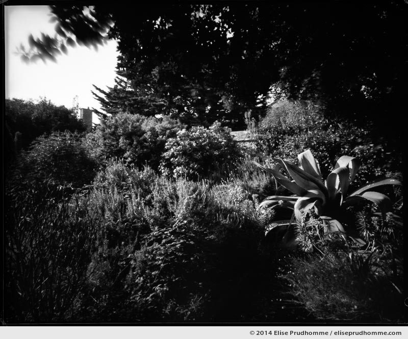 Century plant in the Gardener's Garden, Tatihou Island, Saint-Vaast-la-Hougue, France. 2014 (series Sands of Time) by Elise Prudhomme.