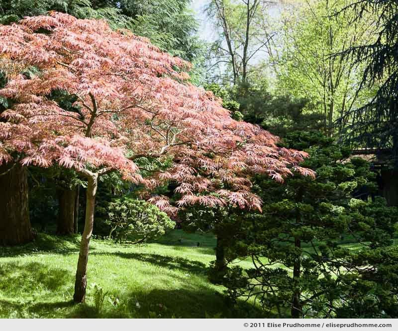 Japanese Village #2, Albert Kahn Garden, Boulogne-Billancourt, France, 2011 by Elise Prudhomme.