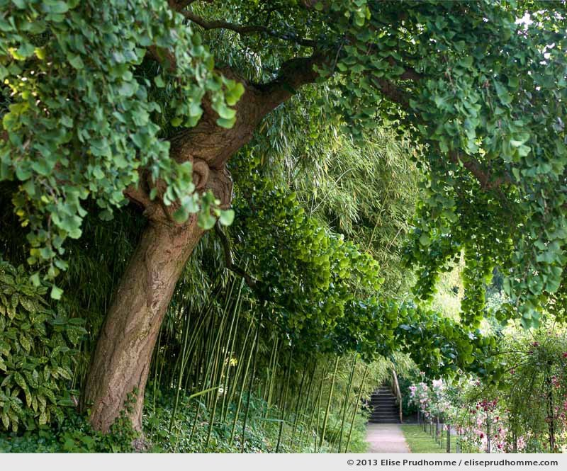 The Rose Garden #1, Albert Kahn Garden, Boulogne-Billancourt, France, 2013 by Elise Prudhomme.