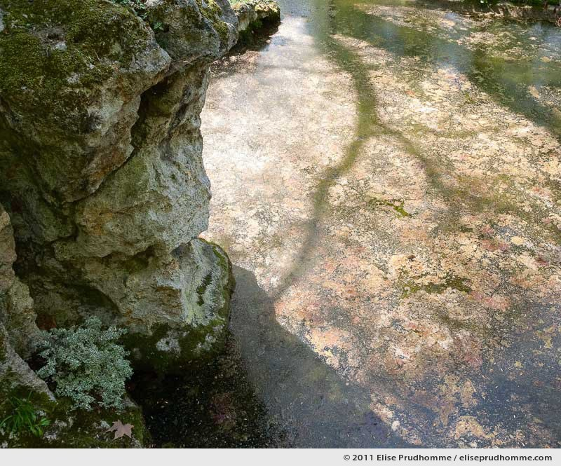 English Garden, Albert Kahn Garden, Boulogne-Billancourt, France, 2011 by Elise Prudhomme.