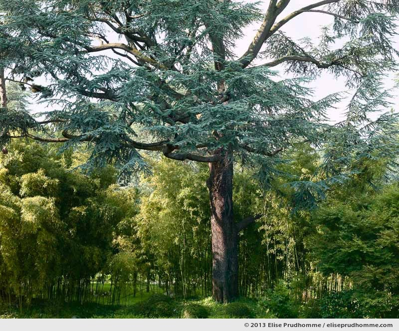 Modern Japanese Garden #3, Albert Kahn Garden, Boulogne-Billancourt, France, 2013 by Elise Prudhomme.