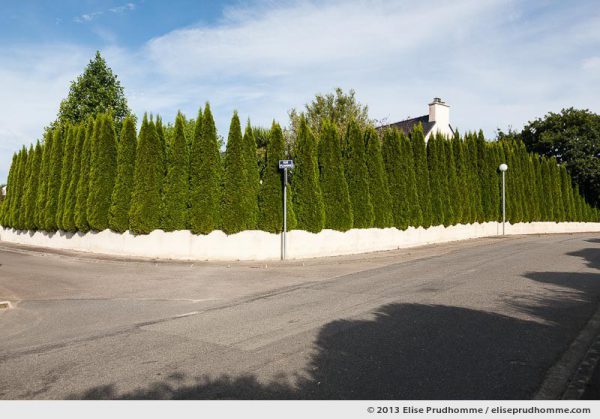 Cypress palisade in the suburbs, Giupavas, France, 2013 by Elise Prudhomme