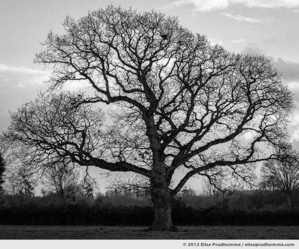 Old oak tree with skeletal branches in wintertime, Hauteville-sur-Mer, France, 2012 by Elise Prudhomme