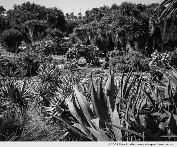 Palm grove of Botanicactus, botanical garden near the town of Ses Salines, Mallorca, Spain, 2009 by Elise Prudhomme