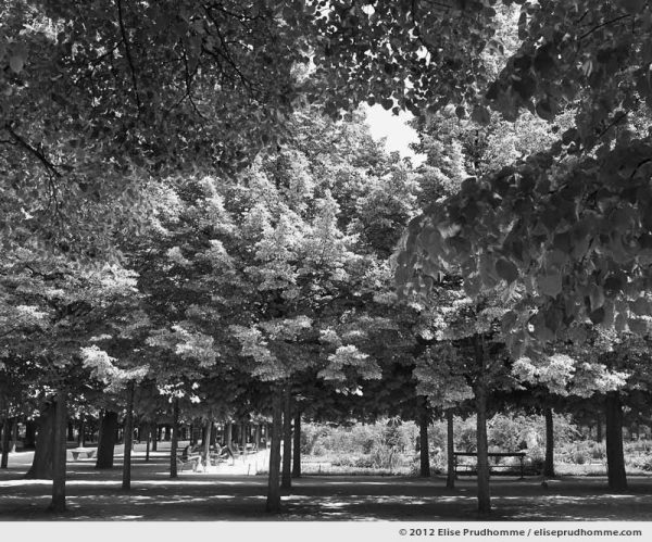 Canopée or Canopy, Tuileries Garden, Paris, France, 2011 (part of the series Yours, Mine, Le Nôtre's) by Elise Prudhomme.