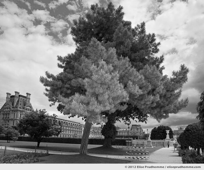 Nuage or Cloud, Tuileries Garden, Paris, France, 2011 (part of the series Yours, Mine, Le Nôtre's) by Elise Prudhomme.