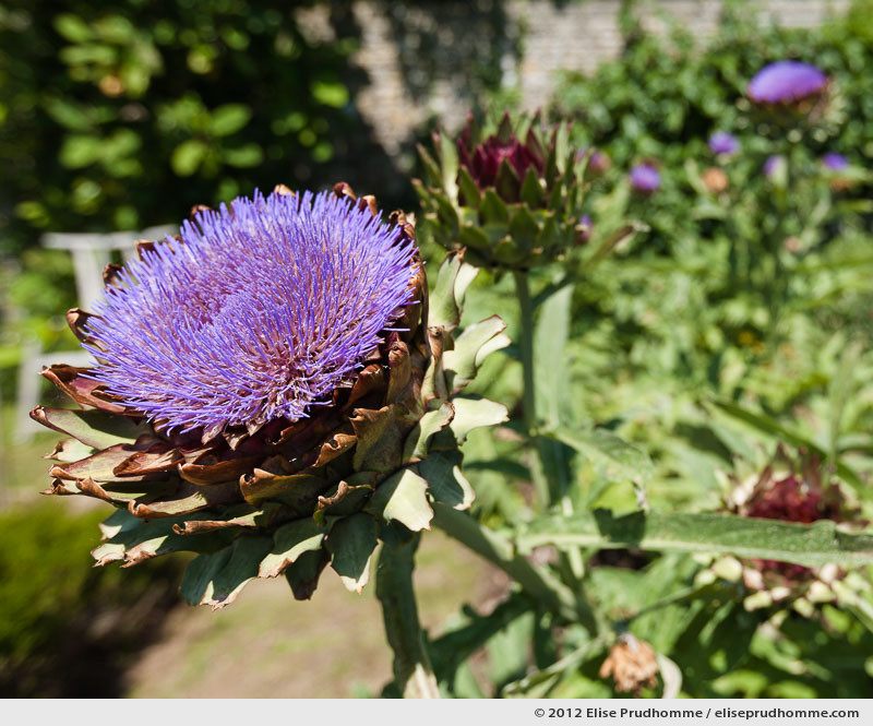 Artichokes in bloom, Brecy Castle Gardens, Saint Gabriel Brécy, France. 2012 (series Notable Gardens of France) by Elise Prudhomme.