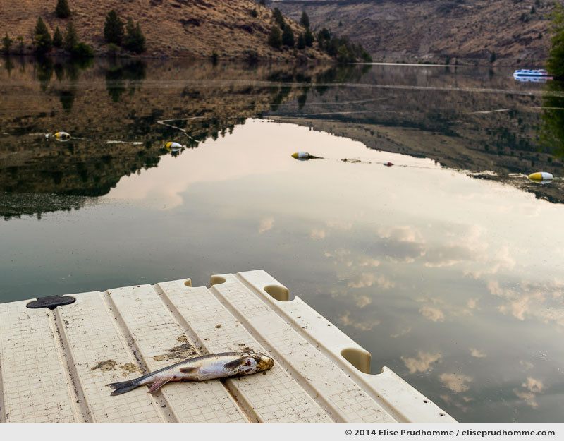 Fish out of water, Pelton Dam, Jefferson County, Oregon, USA 2014 (series Wild Wild West) by Elise Prudhomme.