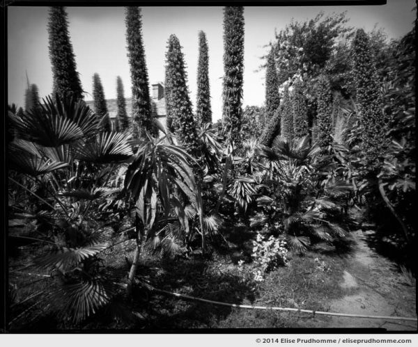 Echiums in the Jardin d'Acclimatation, Tatihou Island, Saint-Vaast-la-Hougue, France. 2014 (series Sands of Time) by Elise Prudhomme.