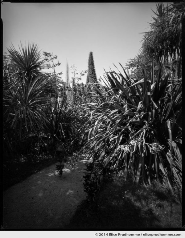 Echiums and path, Jardin d'Acclimatation, Tatihou Island, Saint-Vaast-la-Hougue, France. 2014 (series Sands of Time) by Elise Prudhomme.
