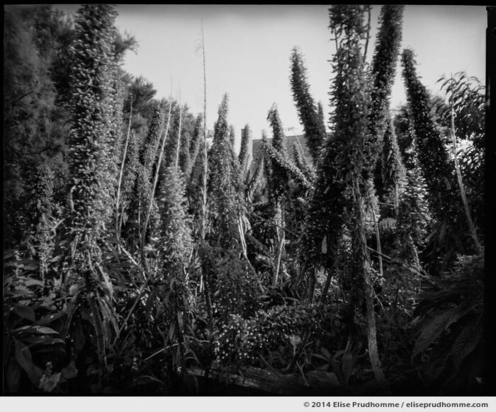 Echiums and stalks in the Jardin d'Acclimatation, Tatihou Island, Saint-Vaast-la-Hougue, France. 2014 (series Sands of Time) by Elise Prudhomme.