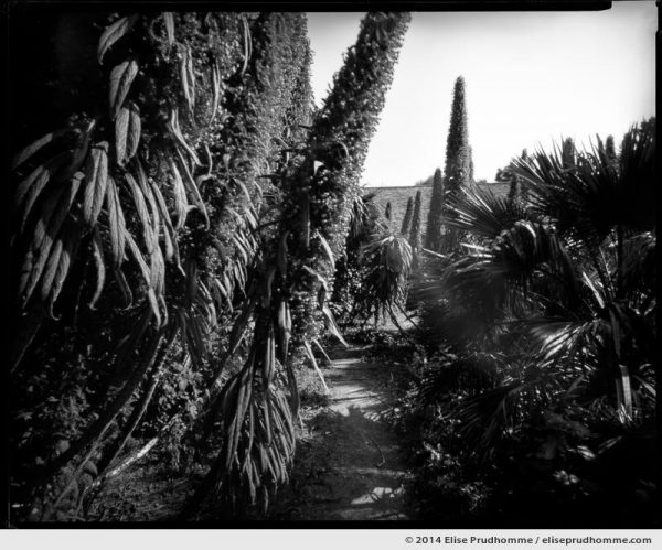 Echiums in the Jardin d'Acclimatation, Tatihou Island, Saint-Vaast-la-Hougue, France. 2014 (series Sands of Time) by Elise Prudhomme.