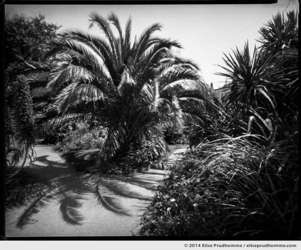 Palm tree and echiums in the Jardin d'Acclimatation, Tatihou Island, Saint-Vaast-la-Hougue, France. 2014 (series Sands of Time) by Elise Prudhomme.