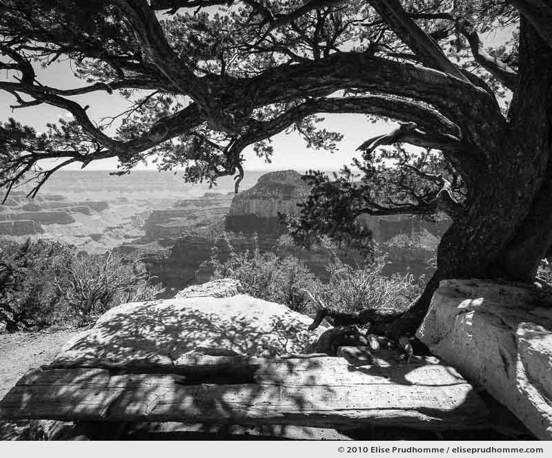 Ponderosa pine and scenic overlook, Grand Canyon, Arizona, USA. 2010 (series Wild Wild West) by Elise Prudhomme.