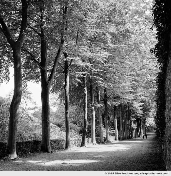 Promenade in a tree-lined alley of Saint-Cloud Park, France, 2014 (series Yours, Mine, Le Nôtre's) by Elise Prudhomme.