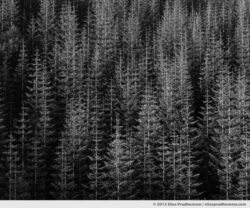 Pendleton, reforestation near Mount Saint Helens, Washington, USA. 2012 (series Wild Wild West) by Elise Prudhomme.