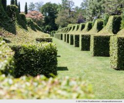 Topiary study #1, Les Sculptures Végétales, Eyrignac Gardens, Salignac-Eyvigues, France, 2012 by Elise Prudhomme.