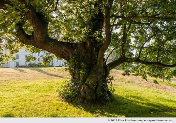 Under a 400 year old Oak Tree at Les Cotils, Guernsey, St Peter Port, Channel Islands, 2013 by Elise Prudhomme