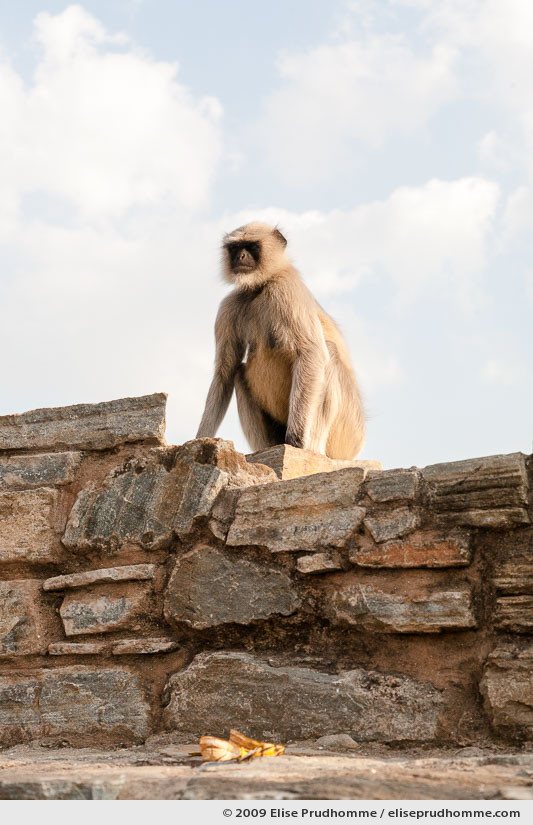 A grey Hanuman Langurs monkey sits on the ramparts of Kumbalgarh Fort, Rajasthan, Northern India, 2009 by Elise Prudhomme.