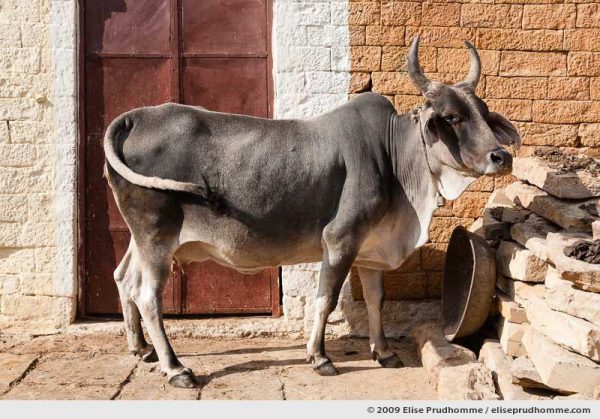 A sacred cow roams free in the golden city of Jaisalmer, Rajasthan, India, 2009 by Elise Prudhomme.