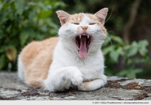 A yawning cat sitting on a stone wall, France, 2011 by Elise Prudhomme.