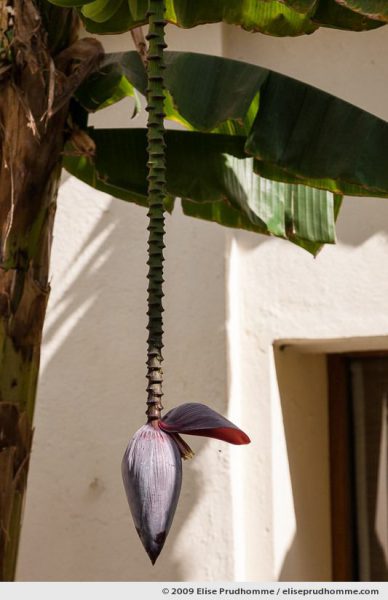 Banana flower in the courtyard of Devi Garh Resort Hotel, Delwara, Northern India, 2009 by Elise Prudhomme.