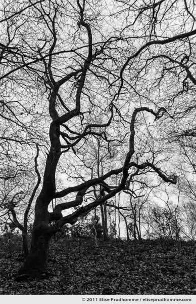 Bare tree branches in wintertime, Anse de Brick Forest, France, 2011 by Elise Prudhomme.