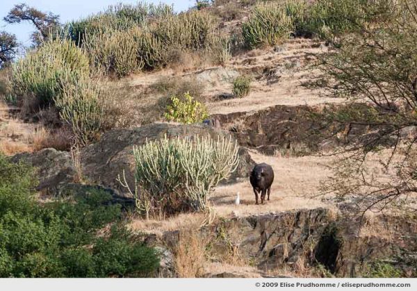 Cattle egret standing with a cow on a hill, Delwara, Rajasthan, India, 2009 by Elise Prudhomme.