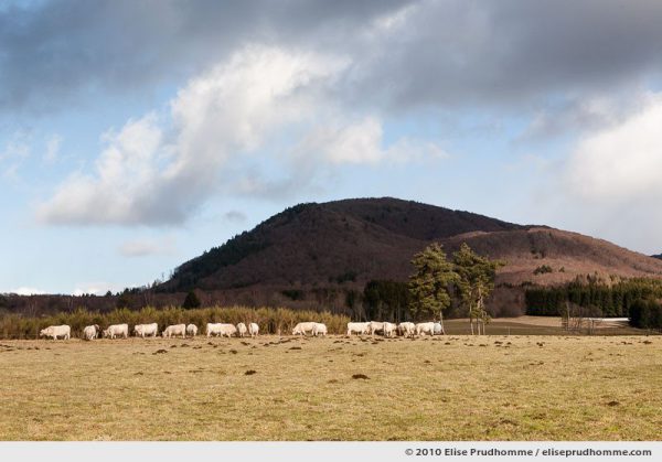 Charolais cattle grazing in front of the Puy de Louchadière, Saint-Ours-les-Roches, Auvergne, France, 2010 by Elise Prudhomme.