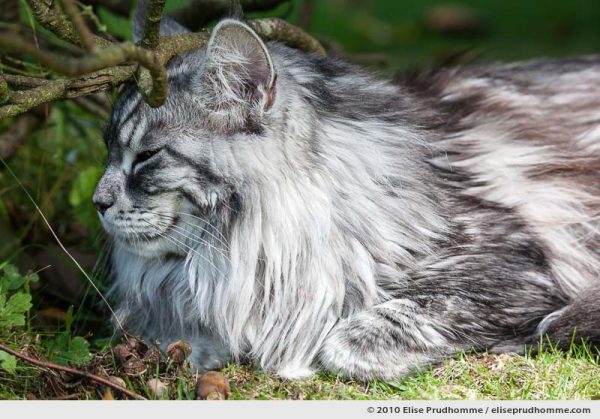 Close-up of a white and grey striped, or "mackerel", angora cat sitting under a bush in the backyard, Normandy, France, 2010 by Elise Prudhomme.