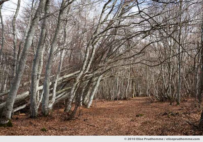 European beech tree forest (Facus sylvatica), Saint-Ours-les-Roches, Auvergne, France, 2010 by Elise Prudhomme.