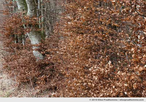 European beech trees (Facus sylvatica) in a forest, Saint-Ours-les-Roches, Auvergne, France, 2010 by Elise Prudhomme.