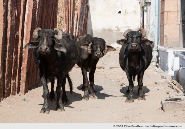 Close-up encounter with three black horned cows in Rohet village, Rajasthan, Jodphur, Northern India, 2009 by Elise Prudhomme.