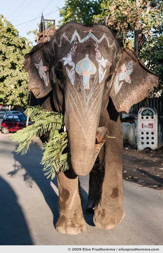 Frontal view of a painted elephant holding a branch of mimosa on the streets of Udaipur, Rajasthan, India, 2009 by Elise Prudhomme.