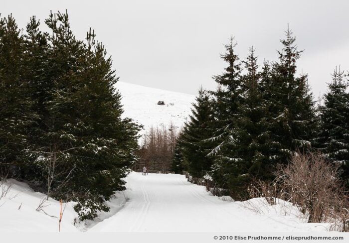 Groomed cross-country ski trails in winter fir forest, Banne d'Ordanche, Auvergne, France, 2010 by Elise Prudhomme.