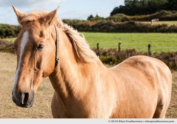 Upper body and head of a light brown horse in a pasture, Normandy, France, 2010 by Elise Prudhomme.