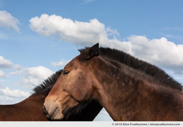 Low-angle view of heads on two brown chestnut horses under a cloud-studded blue sky, Normandy, France, 2010 by Elise Prudhomme.