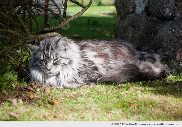 Mature white and grey angora cat sleeping outside under a bush, Normandy, France, 2010 by Elise Prudhomme.