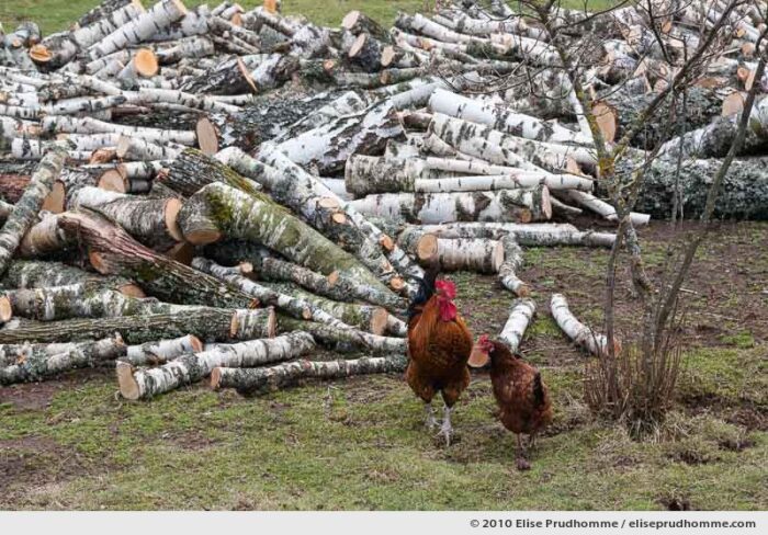 One rooster, one hen and a pile of logs, Beauregard, Auvergne, France, 2010 by Elise Prudhomme.