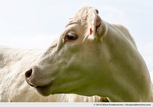 Profile of a Normand white cow with a blade of grass in its mouth, Normandy, France, 2010 by Elise Prudhomme.