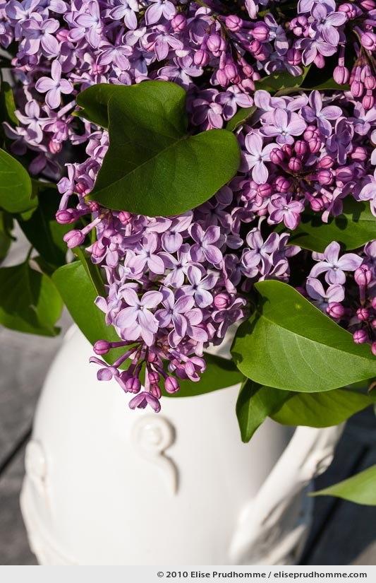 Close-up of purple lilac blossoms in a white vase, Normandy, France, 2010 by Elise Prudhomme.