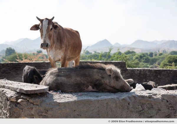 Sacred cow and pig sitting together in the sun, Delwara, Udaipur, India, 2009 by Elise Prudhomme.