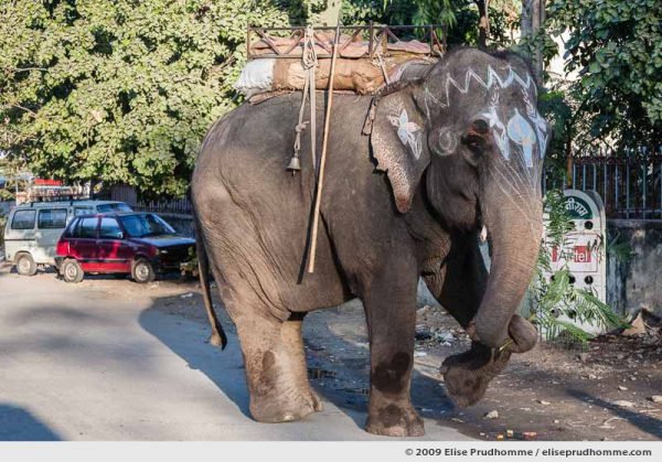 A painted elephant carrying a branch of mimosa walks through the streets of Udaipur, Rajasthan, India, 2009 by Elise Prudhomme.