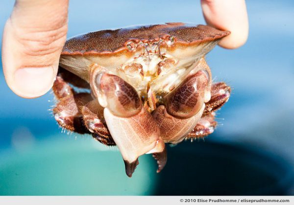 Small edible crab (Cancer pagurus) held up by two human fingers, Normandy, France, 2010 by Elise Prudhomme.