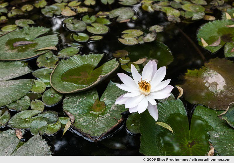 Star lotus (Nymphaea nouchali), also known as the white water lily, Rajasthan, India, 2009 by Elise Prudhomme.