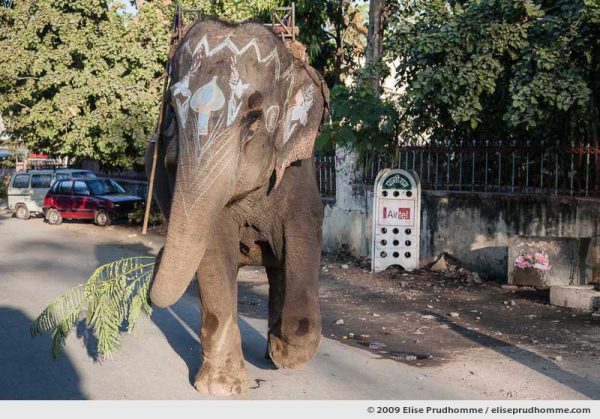 Three-quarter view of a painted elephant holding a branch of mimosa on the streets of Udaipur, Rajasthan, India, 2009 by Elise Prudhomme.