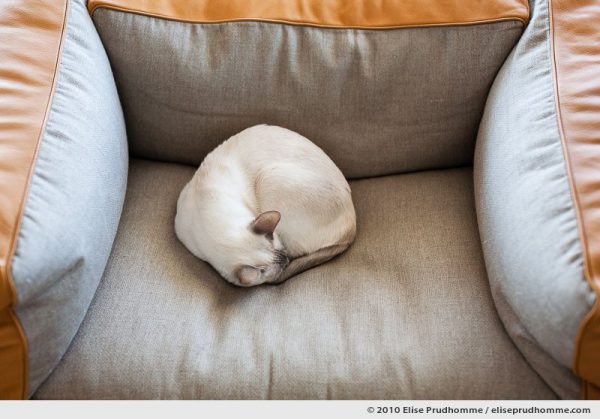 White Siamese cat curled up asleep on a sofa, Issoire, France, 2010 by Elise Prudhomme.