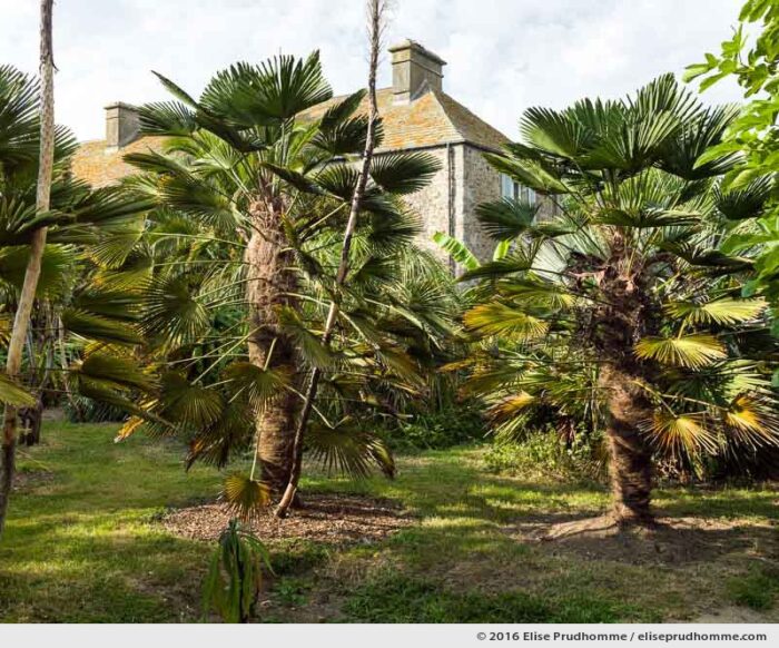 A pair of Chinese Fan Palms in the Jardin d'Acclimatation, Tatihou Island, Saint-Vaast-la-Hougue, France.