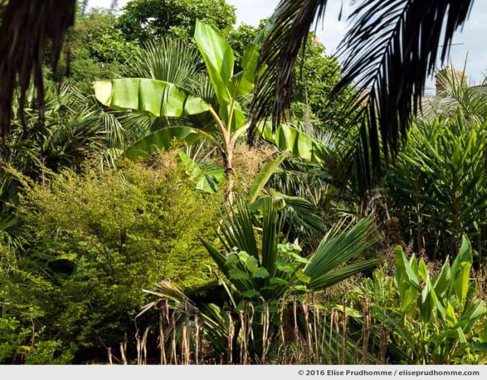 Banana plant in the Jardin d'Acclimatation, Tatihou Island, Saint-Vaast-la-Hougue, France by Elise Prudhomme.