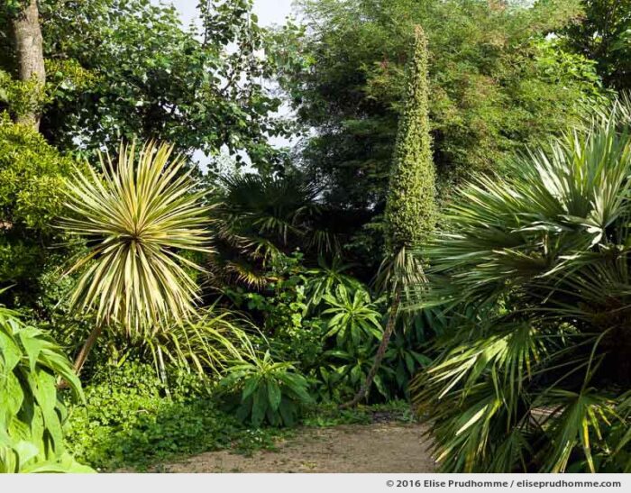 Cabbage Palm, palms and echiums in the Jardin d'Acclimatation, Tatihou Island, Saint-Vaast-la-Hougue, France.